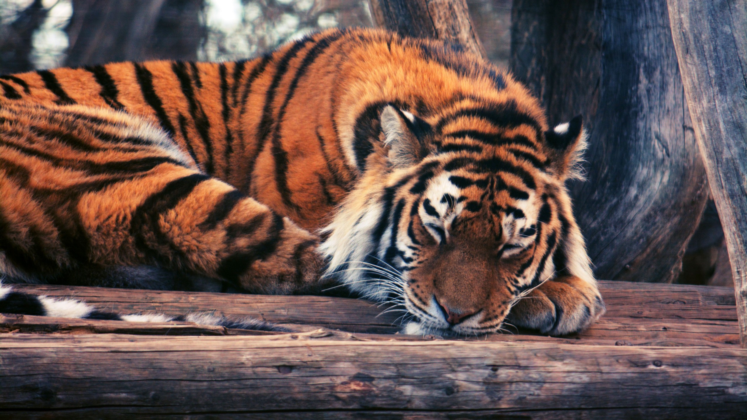 Hình nền 3d về con cái hổ