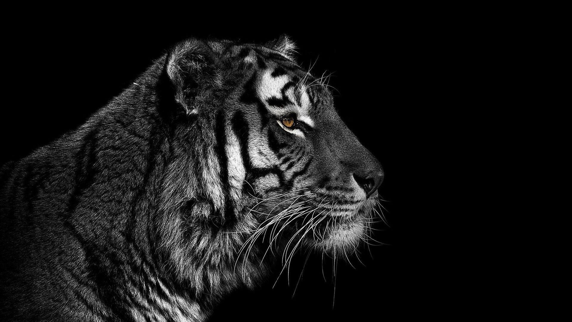 Hình nền con hổ con cực đẹp