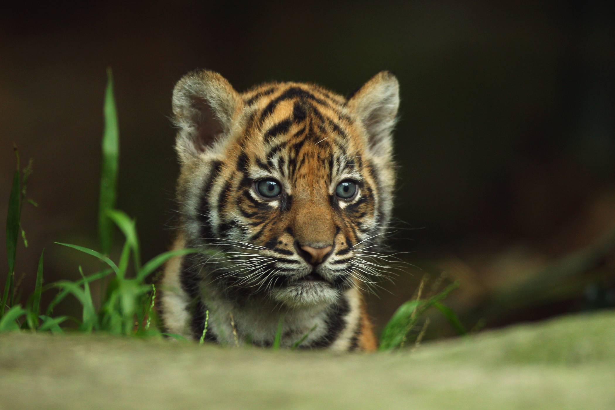 Hình nền con cái hổ con cái đẹp nhất nhất