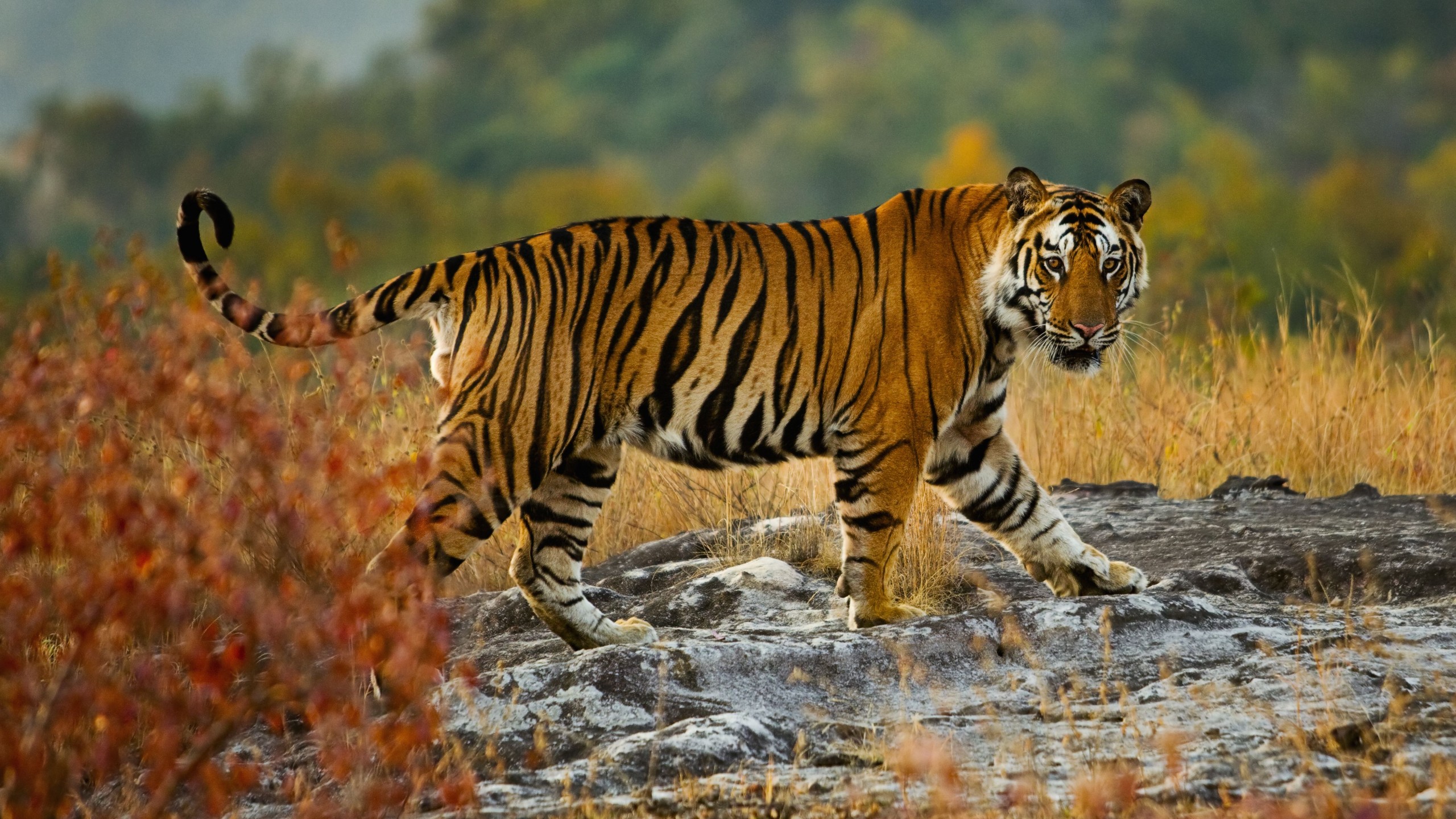 Hình nền con hổ đẹp: Cảm nhận tinh hoa vẻ đẹp tự nhiên với hình nền con hổ đẹp. Hình ảnh này sẽ mang đến cho bạn sự bình yên và sự tĩnh lặng bên cạnh tinh túy hoang dã mà hổ đại diện cho.