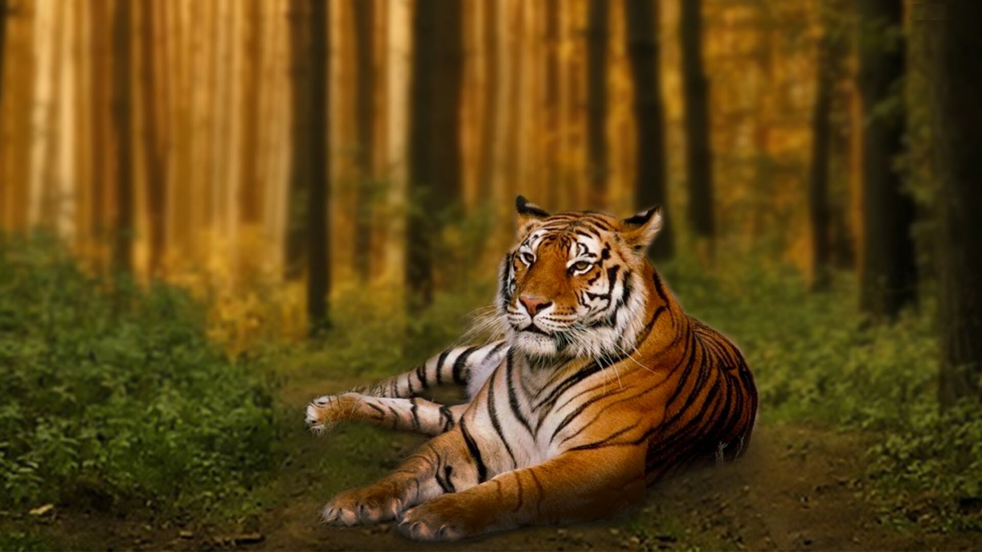 Hình nền con hổ trong rừng cực đẹp