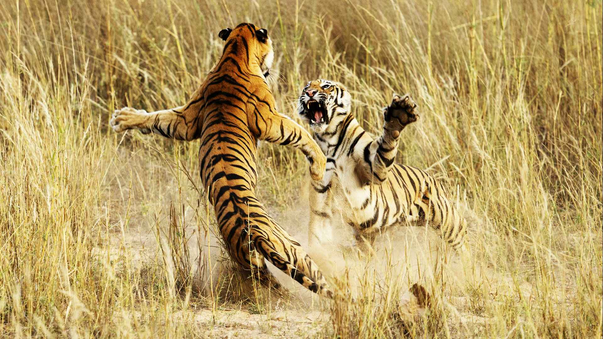 Hình nền đẹp về hai con hổ đang chơi đùa
