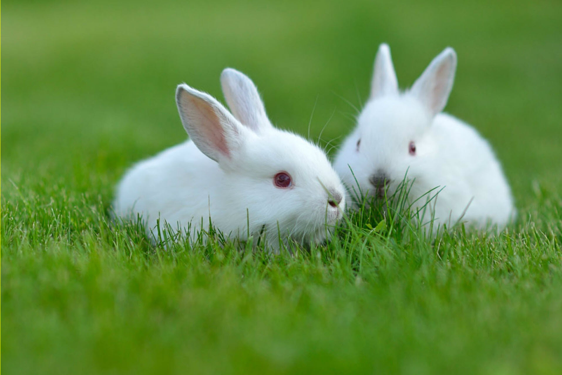 Top nhiều hơn 110 hình ảnh chú thỏ hay nhất  Tin Học Vui