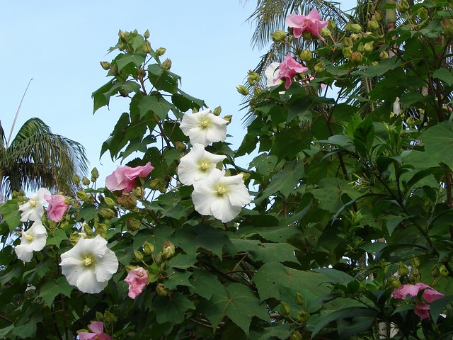 Hình ảnh cây hoa Phù Dung đẹp