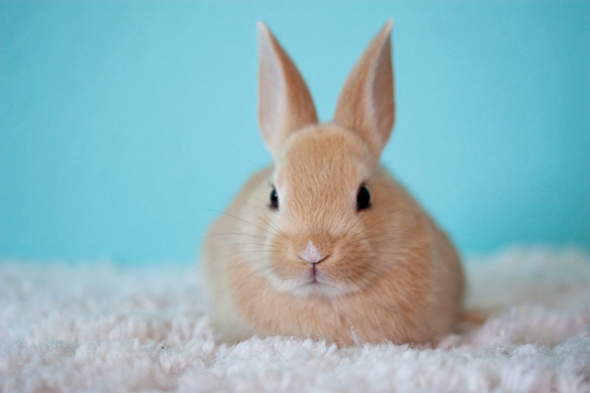Một bức tranh đẹp về con thỏ