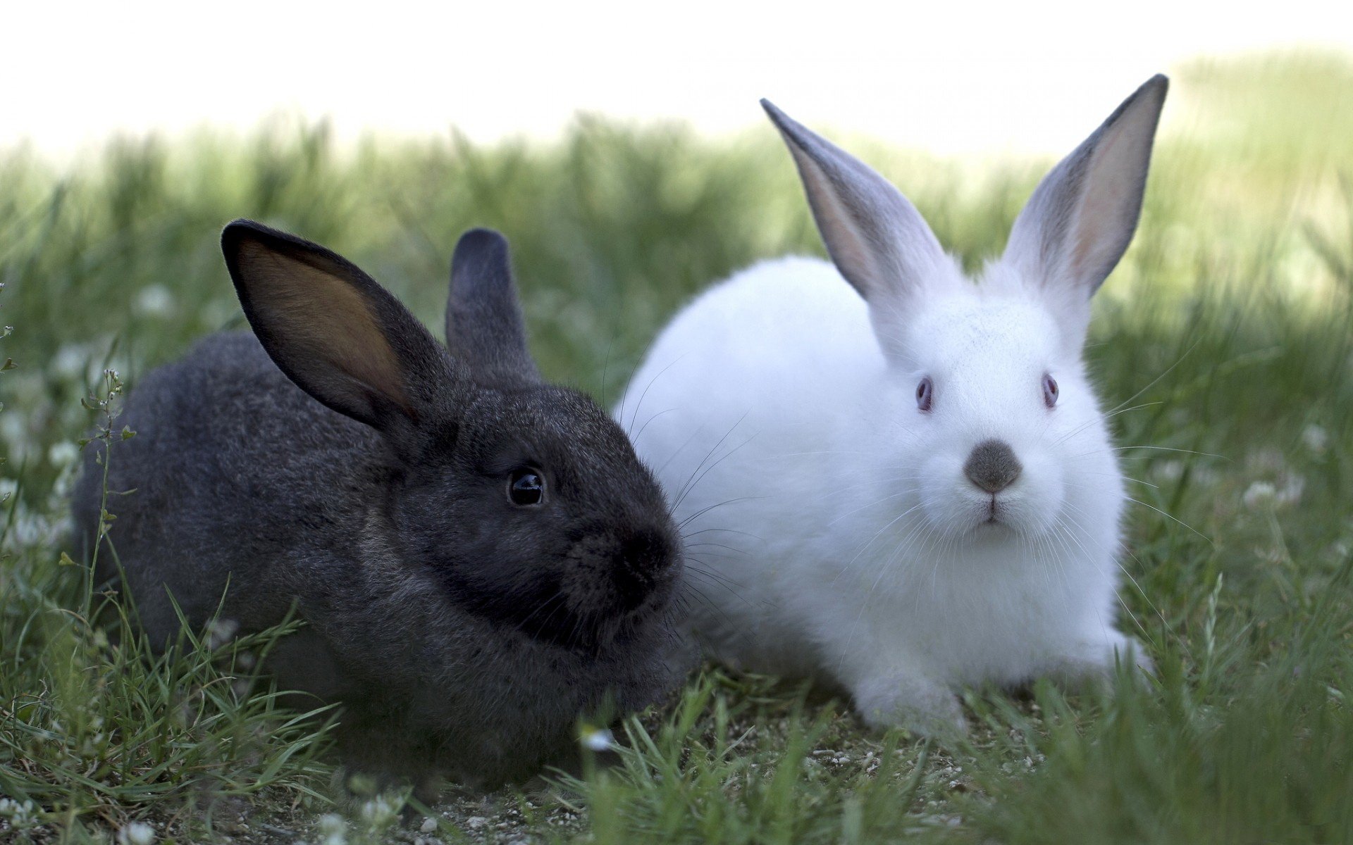 Hình ảnh hai chú thỏ xinh đẹp