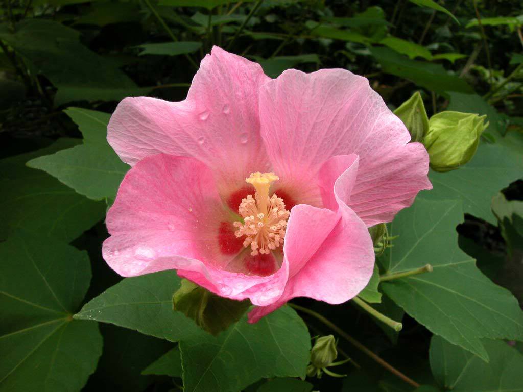Những hình ảnh hoa Phù Dung đẹp nhất - Ý nghĩa hoa Phù Dung