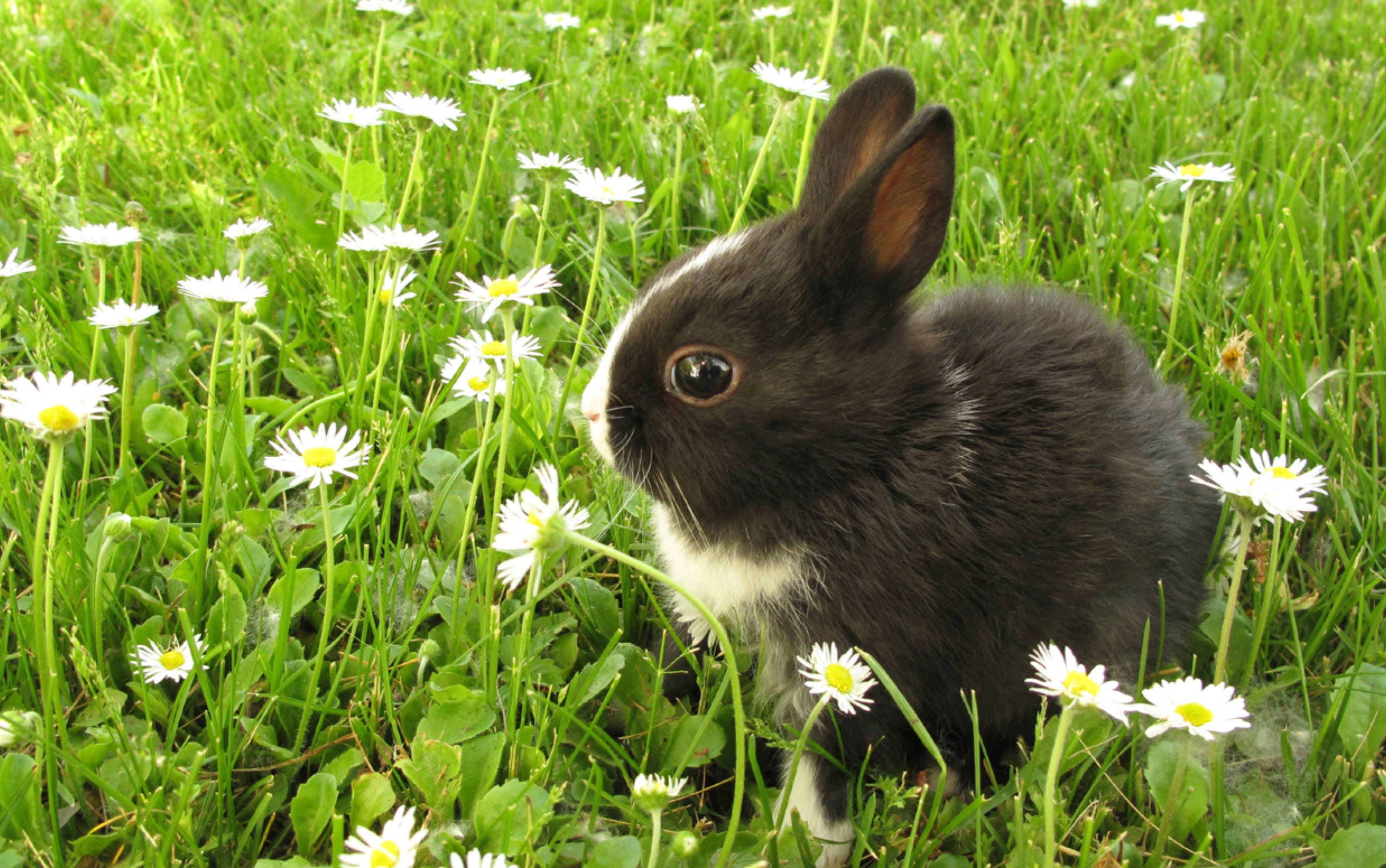 Hình ảnh đẹp về chú thỏ