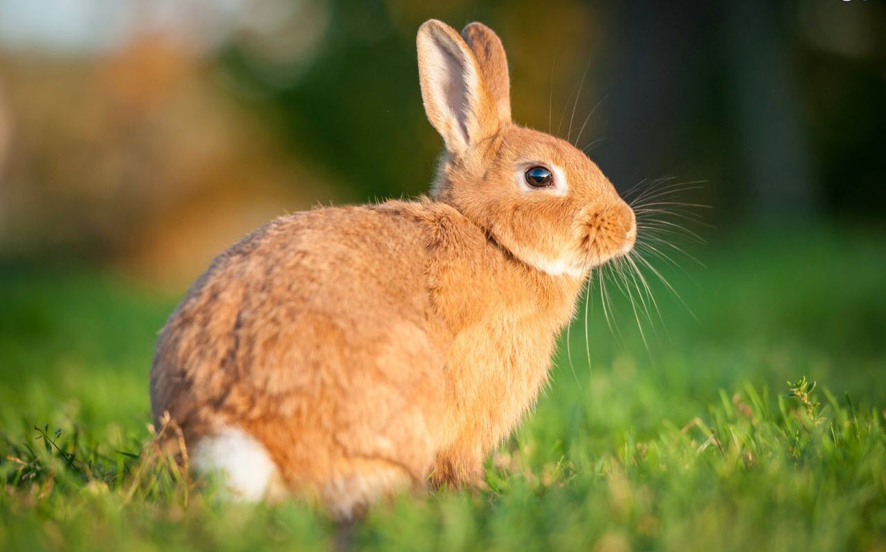 Hình ảnh của một con thỏ