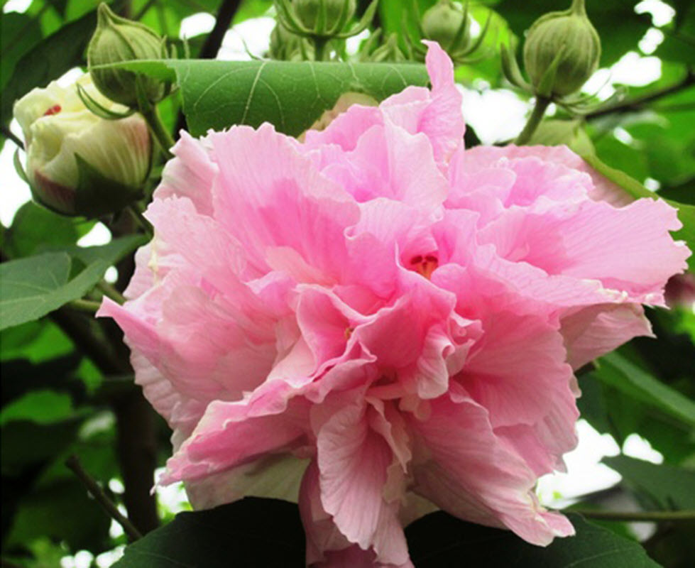 Những hình ảnh hoa Phù Dung đẹp nhất - Ý nghĩa hoa Phù Dung
