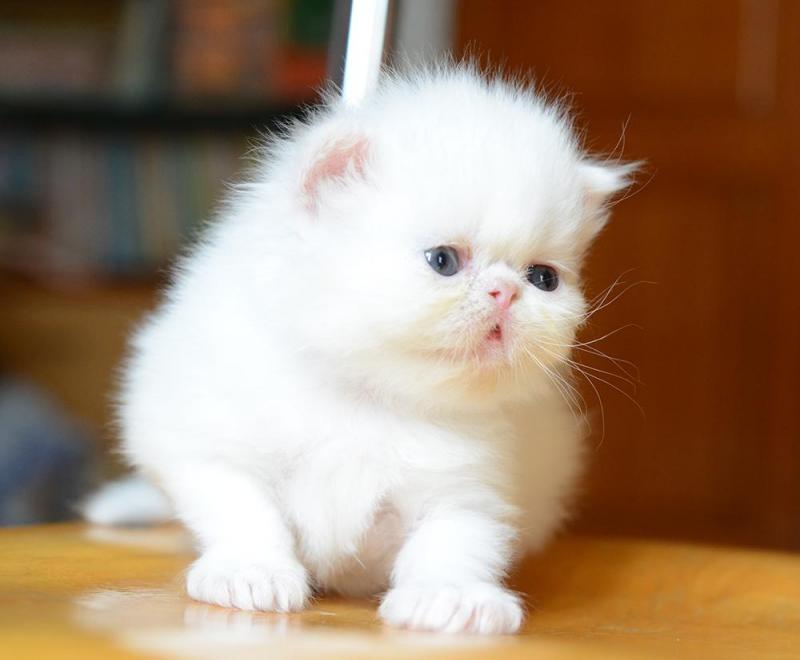 Top 100 đáng yêu hình nền mèo cute mới nhất thdonghoadianeduvn