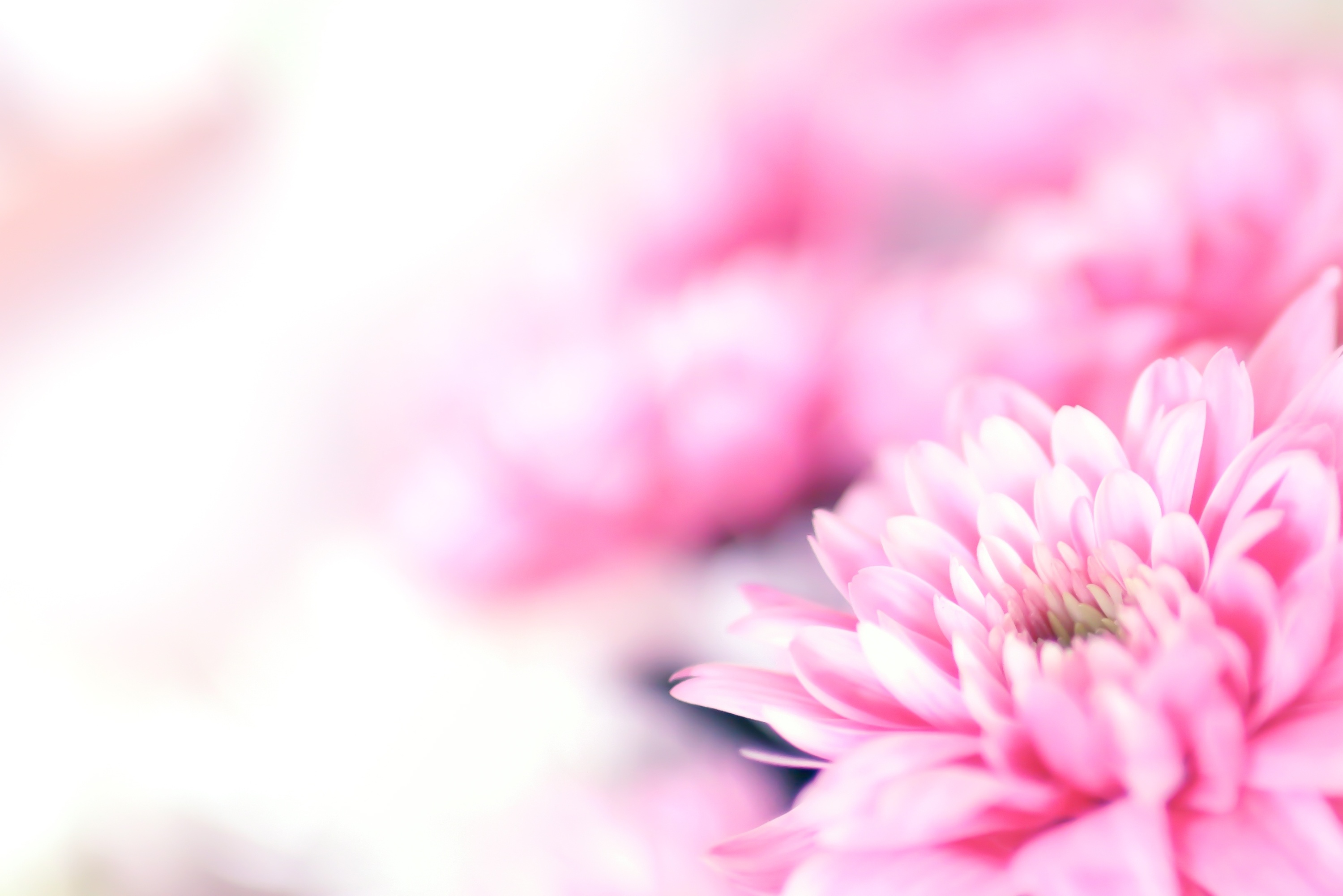Background hoa cúc