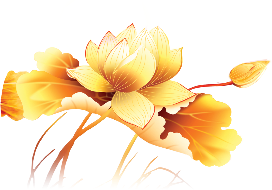 Hình ảnh hoa sen vàng PNG